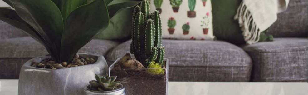 Image of indoor plant and cactus in front of couch